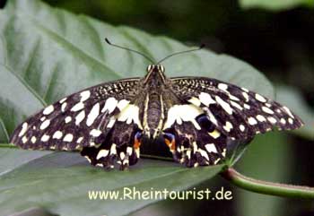 Garten Der Schmetterlinge Schloss Sayn Der Romantische Rhein